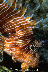 Fishs - Pterois miles by Vito Lorusso 